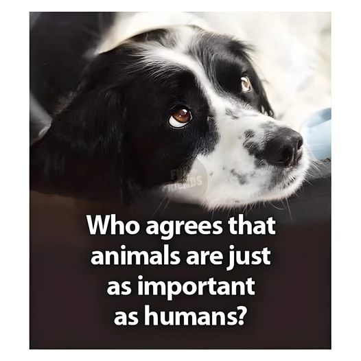 𝕏 Dogs (@_xdogs) on Twitter photo 