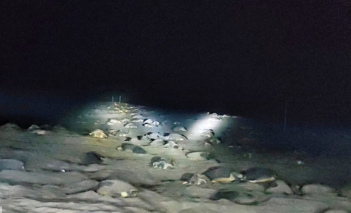 Prem_CWLWOdisha's tweet image. Olive Ridley arribada has commenced at Gahirmatha, the world's largest rookery, following a record-breaking 6.98 lakh mass nesting at Rushikulya. This marks another significant milestone in Odisha’s ongoing marine conservation efforts.

#OliveRidley #Arribada #WildlifeOdisha