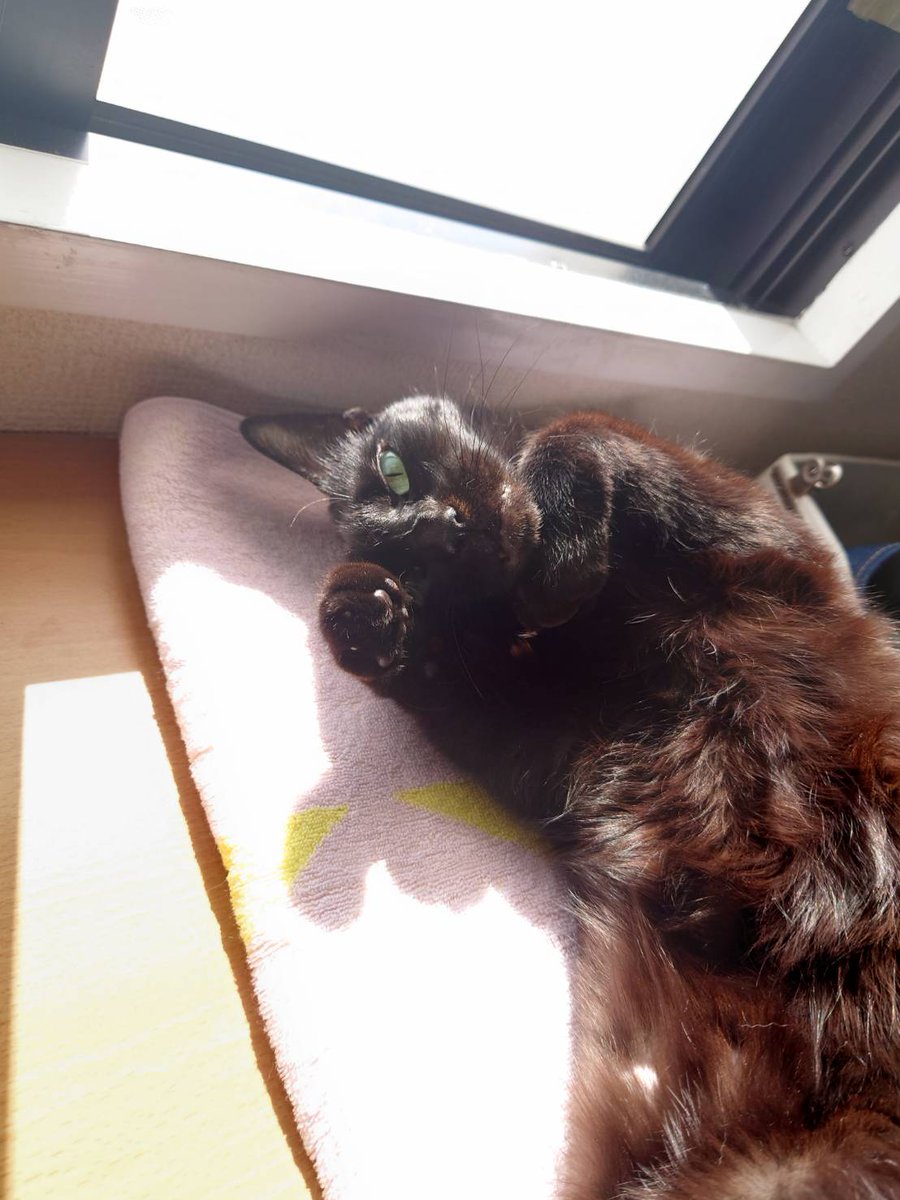jijimarukochan's tweet photo. ごろにゃんからの大あくび💤
暖かくなって春の陽気だね😸 https://t.co/N4A4QFu50E