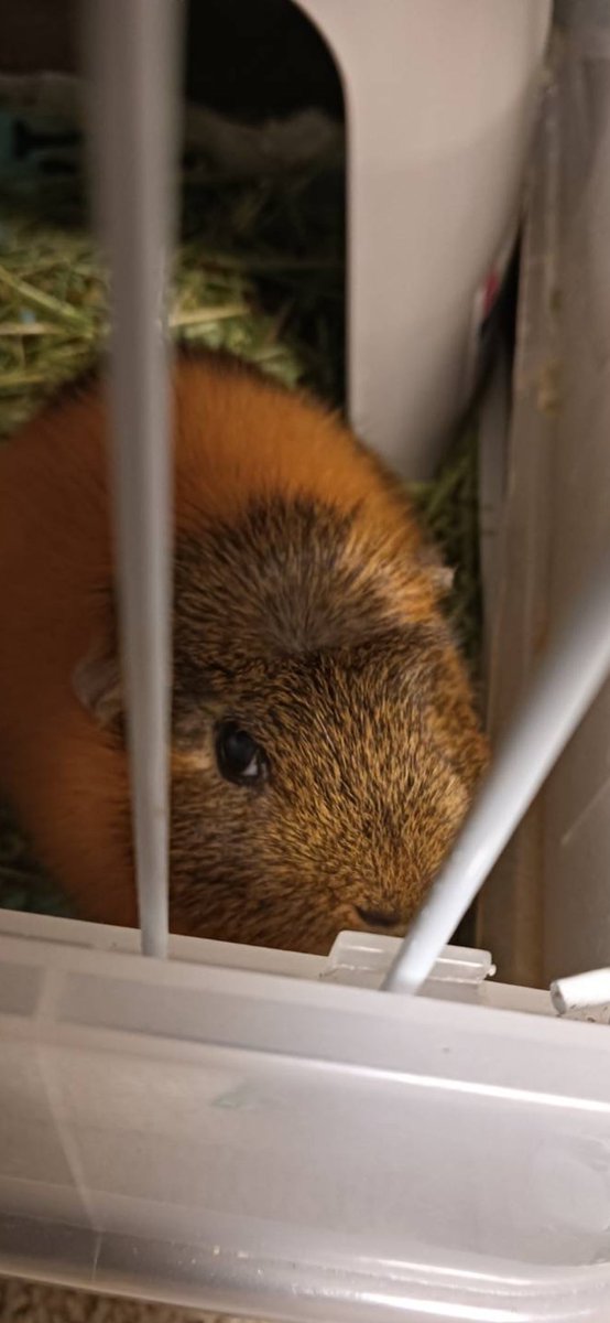 だいぶ元気になってきました👍

帰宅遅れたら、
毎回キレるモルモットでも見てください
どんぐり🌰です笑
めっちゃ睨まれます

#モルモット