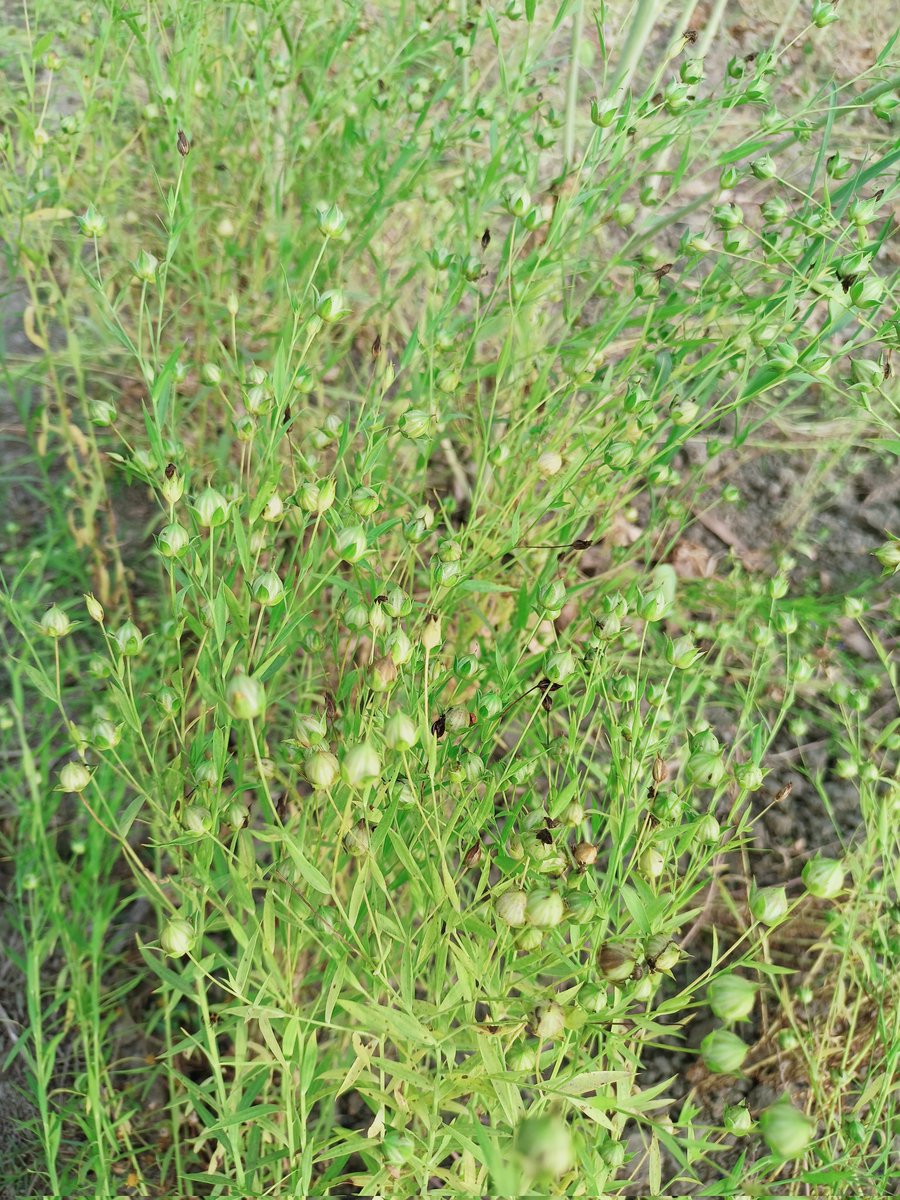 पूरे X पर सबको चैलेंज है....

बिना गूगल किये कोई इस पौधे का नाम नही बता पायेगा....

शुभ संध्या ,