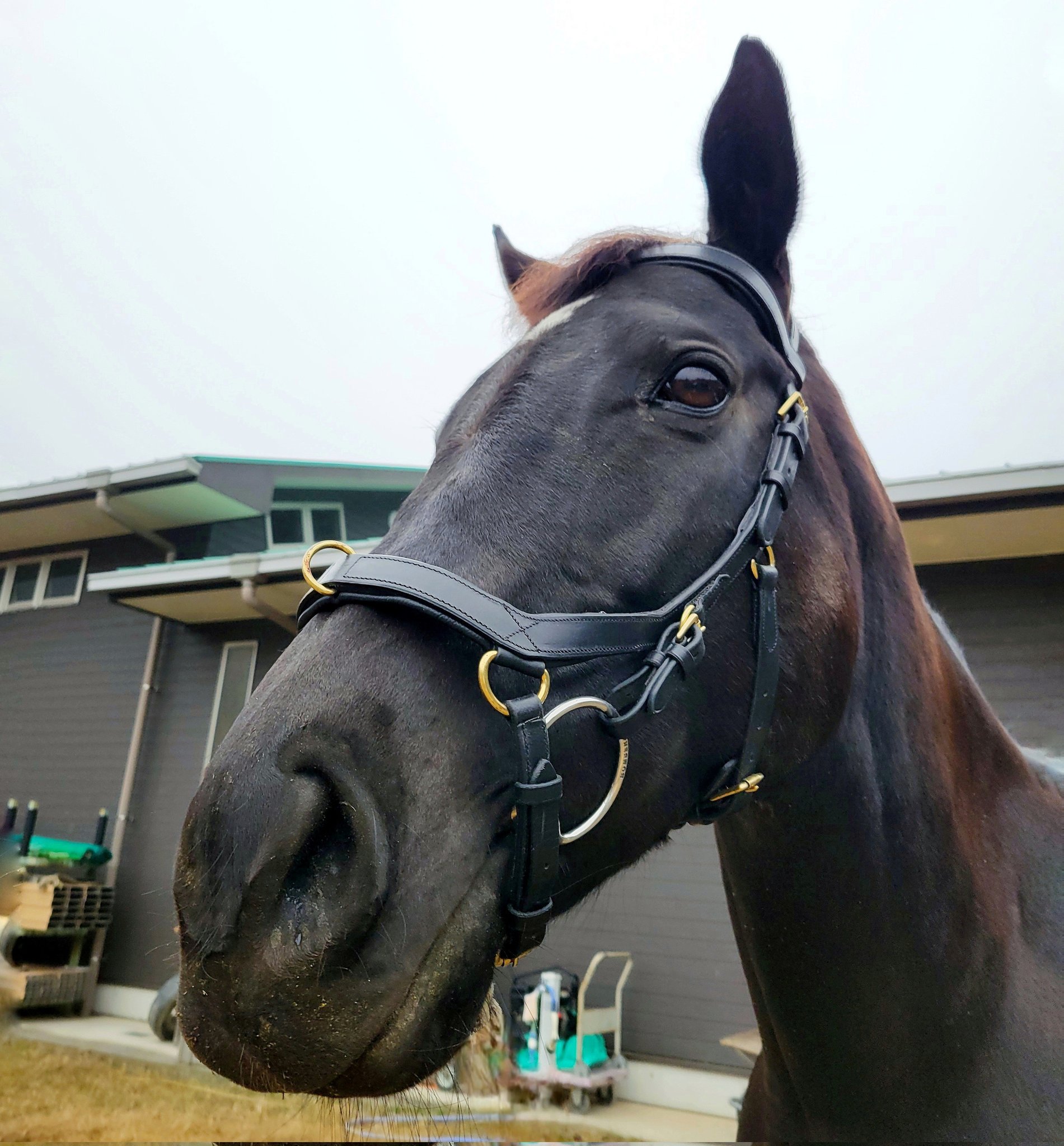 く*ろ様 競走馬スペシャルウィーク無口
