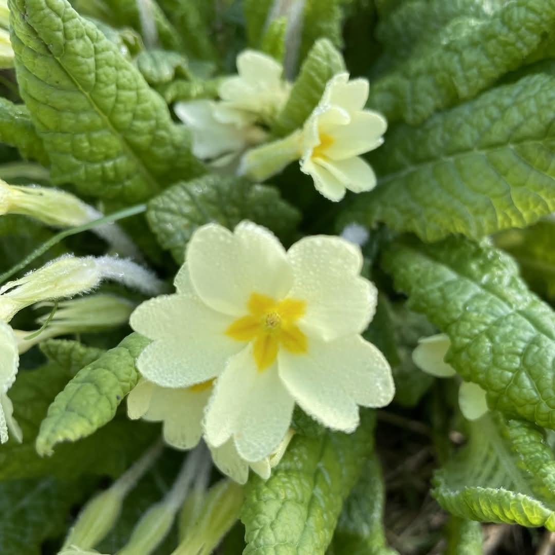 It has definitely felt like spring is in the air recently, and flowers have been starting to appear! 🌸⛅️
Some of our most popular flowers are early spring flowers, like crocuses, snowdrops, daffodils and primroses all of which can be seen all over the North-East at the moment 🌼