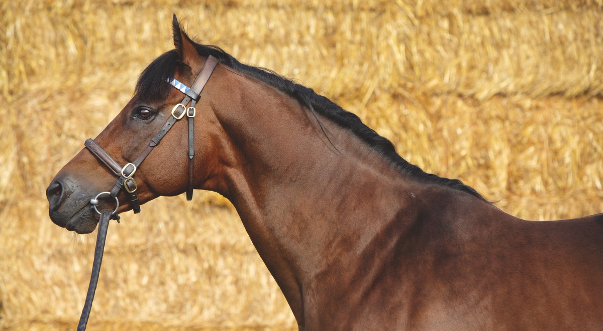 EBN (@bloodstocknews) on Twitter photo π· New Stakes winner for <a href="/DarleyEurope/">Darley in Europe</a>'s DUBAWI (pic) π·
π₯ AUDUBON PARK wins the Listed Prix Rose de Mai at Saint-Cloud for <a href="/GraffardRacing/">π
π«ππ§ππ’π¬-πππ§π«π’ ππ«πππππ«π</a>. Bred by <a href="/EcurieMonceaux/">Ecurie Monceaux</a>, Langlais Bloodstock et al, the 3YO filly sold at <a href="/InfoArqana/">ARQANA</a> to <a href="/Deburghequine/">De Burgh Equine</a> & <a href="/glenhill1818/">Glen Hill Farm</a> for β¬390,000. π· New Stakes winner for <a href="/DarleyEurope/">Darley in Europe</a>'s DUBAWI (pic) π·
π₯ AUDUBON PARK wins the Listed Prix Rose de Mai at Saint-Cloud for <a href="/GraffardRacing/">π
π«ππ§ππ’π¬-πππ§π«π’ ππ«πππππ«π</a>. Bred by <a href="/EcurieMonceaux/">Ecurie Monceaux</a>, Langlais Bloodstock et al, the 3YO filly sold at <a href="/InfoArqana/">ARQANA</a> to <a href="/Deburghequine/">De Burgh Equine</a> & <a href="/glenhill1818/">Glen Hill Farm</a> for β¬390,000.