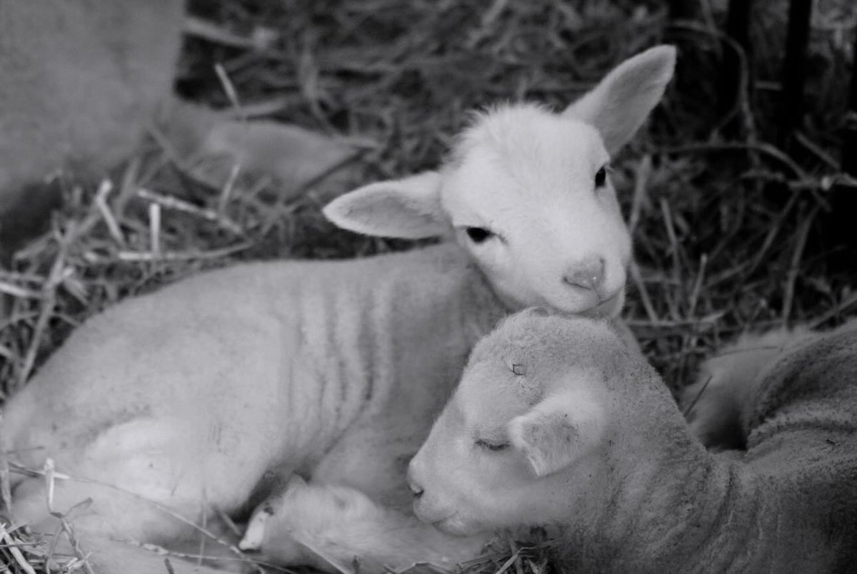 AgMuseum's tweet image. 🌸🌿 Spring has sprung at the museum! 🐑 Stop by during March Break to meet all our adorable new arrivals! 🚜🌞 #SpringOnTheFarm #MarchBreakFun
📷 @janetjstephens66