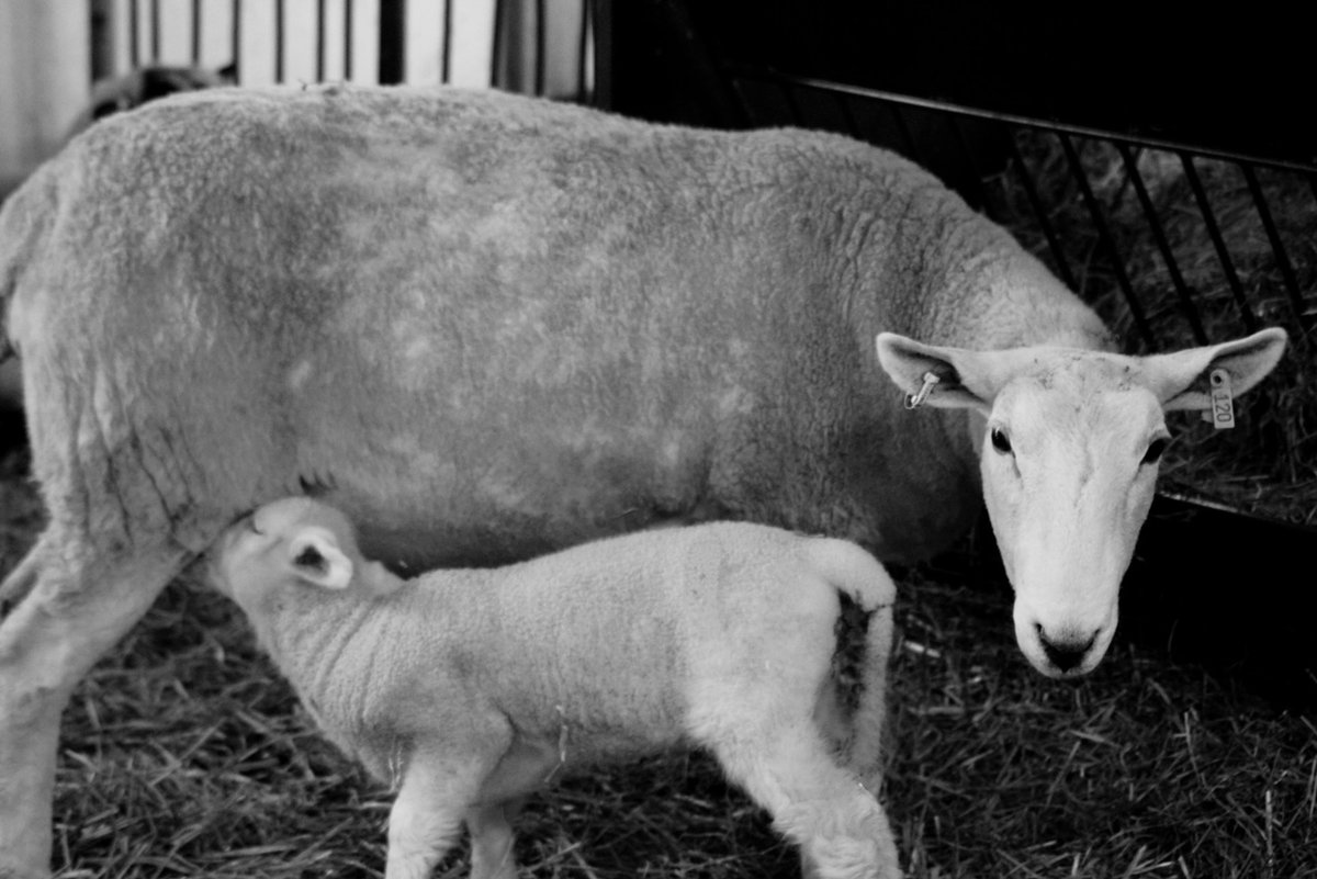 AgMuseum's tweet image. 🌸🌿 Spring has sprung at the museum! 🐑 Stop by during March Break to meet all our adorable new arrivals! 🚜🌞 #SpringOnTheFarm #MarchBreakFun
📷 @janetjstephens66