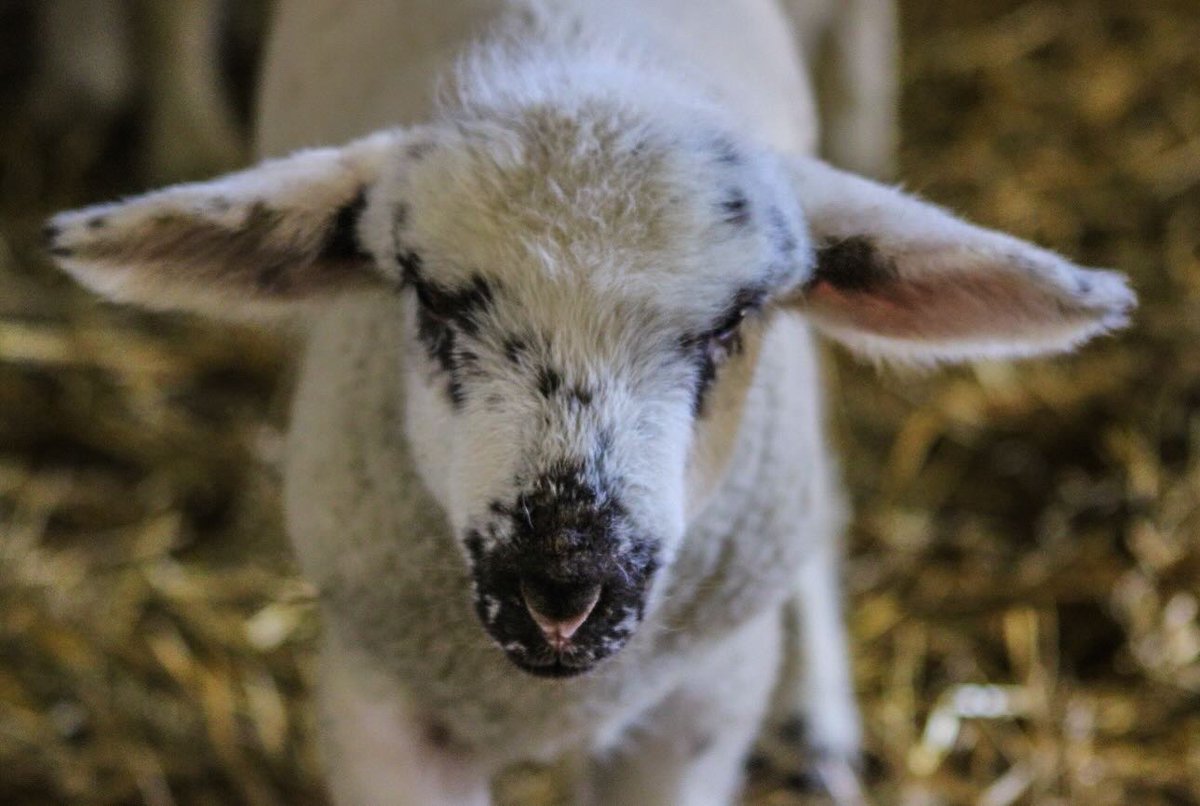 AgMuseum's tweet image. 🌸🌿 Spring has sprung at the museum! 🐑 Stop by during March Break to meet all our adorable new arrivals! 🚜🌞 #SpringOnTheFarm #MarchBreakFun
📷 @janetjstephens66