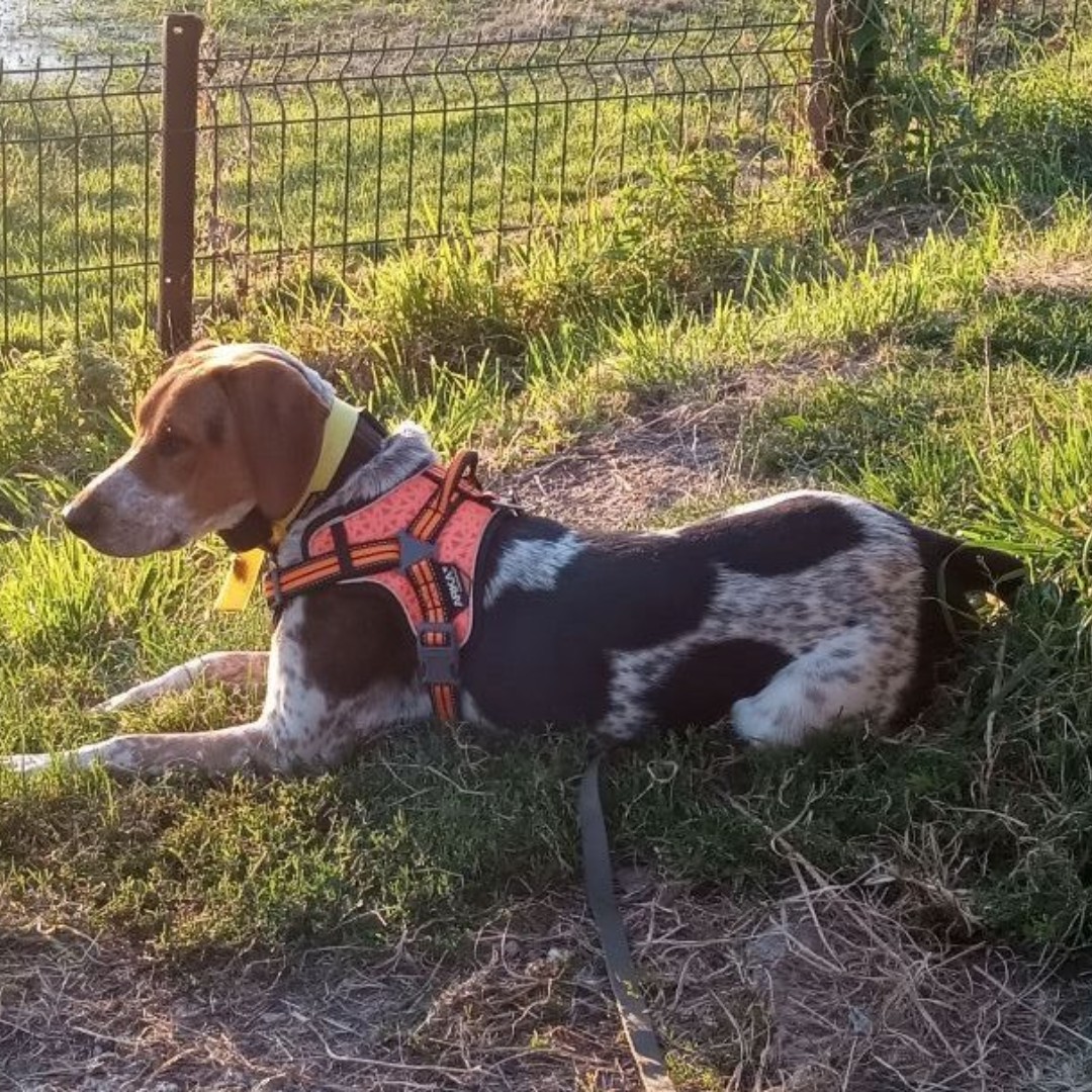 ChiensaDonner's tweet photo. 📢 A adopter épagneul x anglo français mâle 2 ans - Calvados
Contactez le maître :
➡ https://t.co/XQuyl2I0bF
🙏 Merci d’avance pour vos partages.
#chien #adoption #epagneul #calvados https://t.co/acCSZdgepn