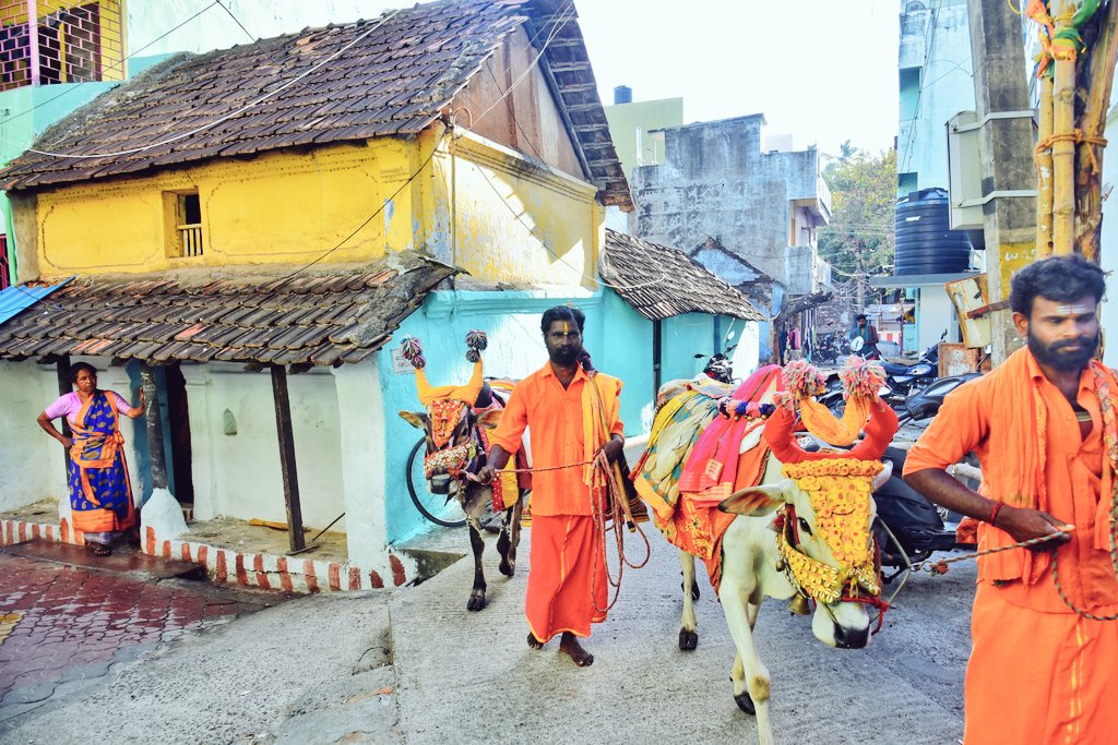 JOHNDAV22433486's tweet image. நாகர்கோவில் பகுதிகளில் பூம்..பூம் மாடுகள் வலம் வருகின்றன வீடுகள் மற்றும் கடைகளுக்கு சென்று நல்வாக்கு சொல்லி வருகிறார்கள், சிலர்  மாடுகளுக்கு உணவு அளித்து அவற்றை தொட்டு வணங்கி காணிக்கை கொடுக்கின்றனர். பூம்..பூம் மாடு மூலம் குறி கேட்பதும் தமிழர் பண்பாடாக உள்ளதாக கூறப்படுகிறது.