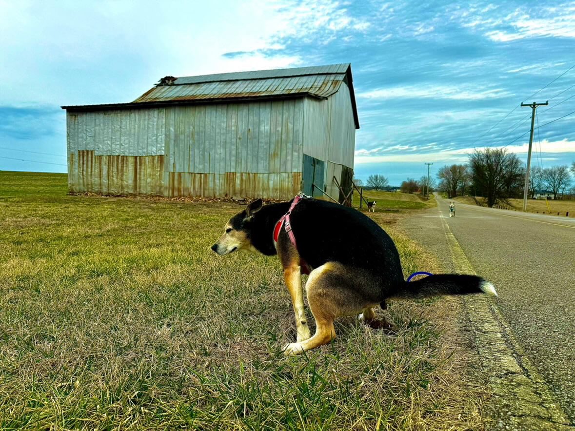 Life is too short to spend it at war with
yourself
#poopingpooches #bostonterrier #canecorso #lovenotwar
#cute #dog #adventure