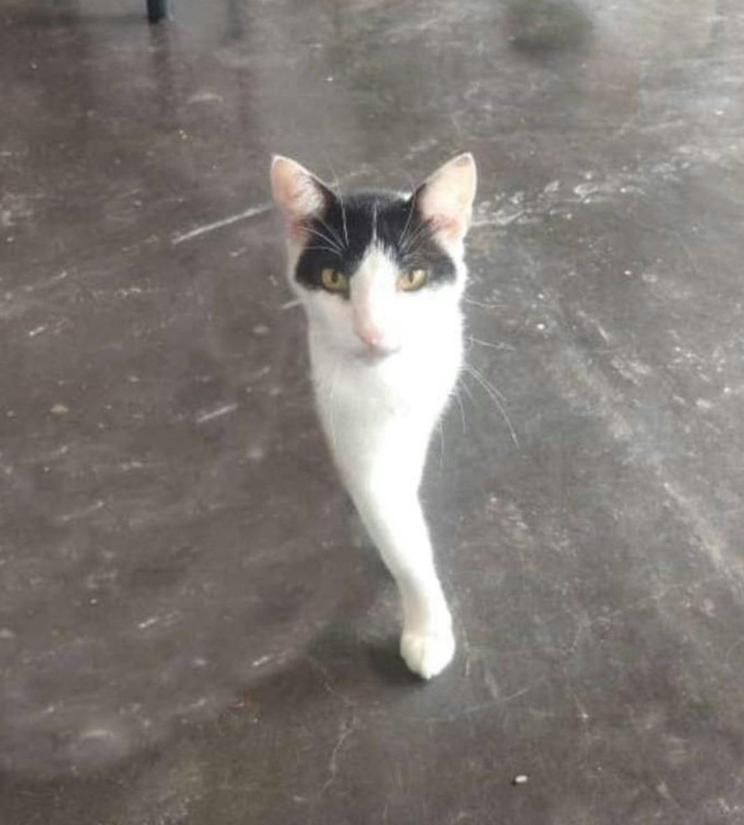 i domt post much but thank you internet people for sticking around, especially the ones who remember me by old handle @/dom000000. 

if you remember, enjoy this picture i attached! everybody else look away