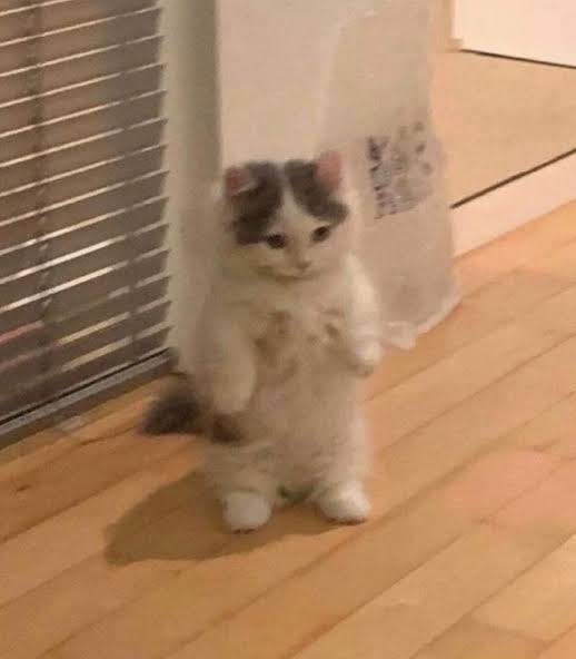 The damn omega! cat tweet media