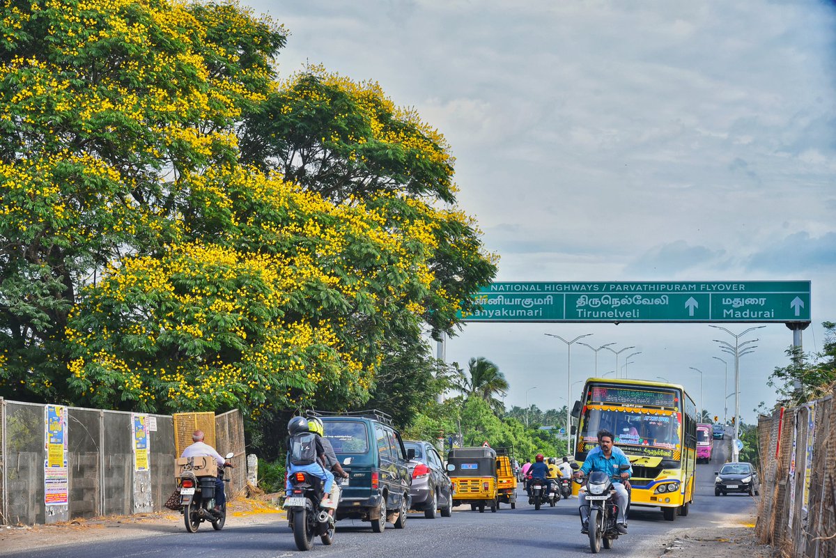 JOHNDAV22433486's tweet image. நாகர்கோவில் மாநகரில் சாலையோரம் உள்ள கொன்றை மரங்கள் தற்போது பூத்து குலுங்கி காணப்படுவதால் பார்பதற்கு மிக அழகாக காணப்படுகிறது. பார்வதிபுரம் மேம்பாலம் செல்லும் சாலையில் 
பயணிக்கும் அனைவரின் கண்களுக்கு  இந்த பூக்கள் புத்துணர்ச்சி அளிக்கும் வகையில் உள்ளது.