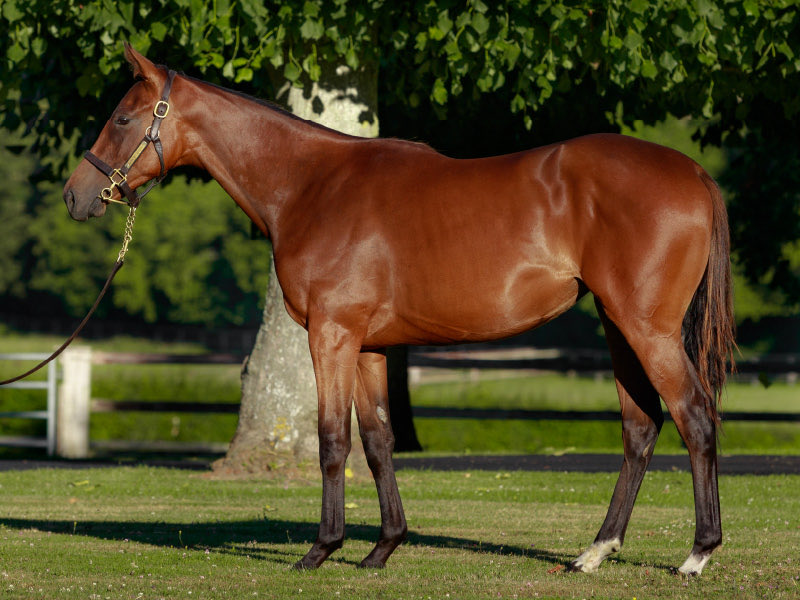 Stakes debut success for Monceaux homebred Audubon Park, making it back-to-back wins in today’s Prix Rose de Mai.

Bred in partnership w/ Langlais BS, <a href="/Noiretorelevage/">NOIR ET OR ELEVAGE</a> &amp; C. Hirst and sold to <a href="/Deburghequine/">De Burgh Equine</a> &amp; <a href="/glenhill1818/">Glen Hill Farm</a> <a href="/InfoArqana/">ARQANA</a> August Sale.

Congrats to all! <a href="/GraffardRacing/">𝐅𝐫𝐚𝐧𝐜𝐢𝐬-𝐇𝐞𝐧𝐫𝐢 𝐆𝐫𝐚𝐟𝐟𝐚𝐫𝐝</a>