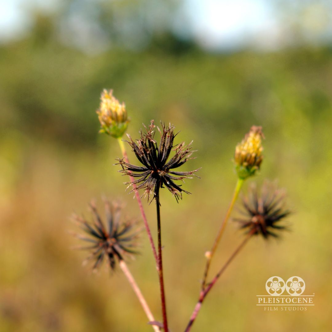 depiture_media's tweet photo. Checkout Malawi's🇲🇼 beautiful wildflowers! 🌼🌺 Do you want captivating visual content like this for your brand, organization or destination? 🤔

Our expert videography and photography services can help! 📸📹 Contact us to learn more!

#DPEL #Videography #Photography https://t.co/MVbSvvF99k