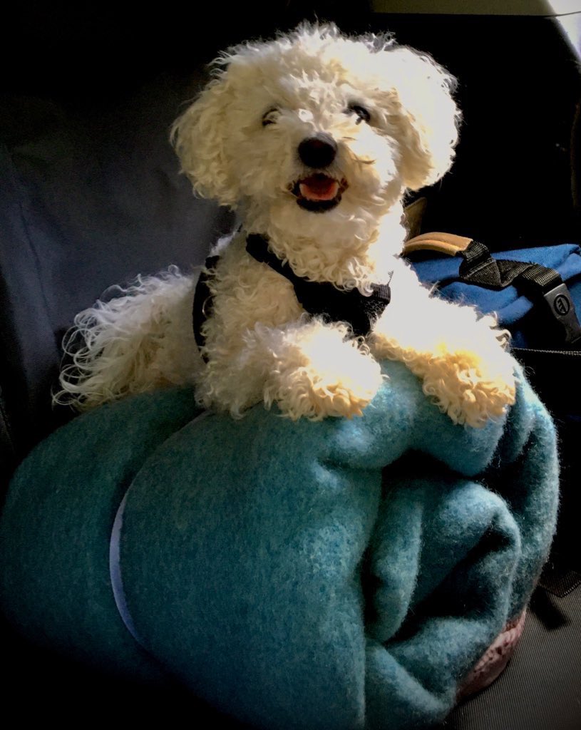 LittleBearconvo's tweet photo. #ThrowbackThursday to the time I had my bedroll and #suitcase packed for a #roadtrip.
#LetsGoNow
#ReadytoRoll https://t.co/Os9vrId61t