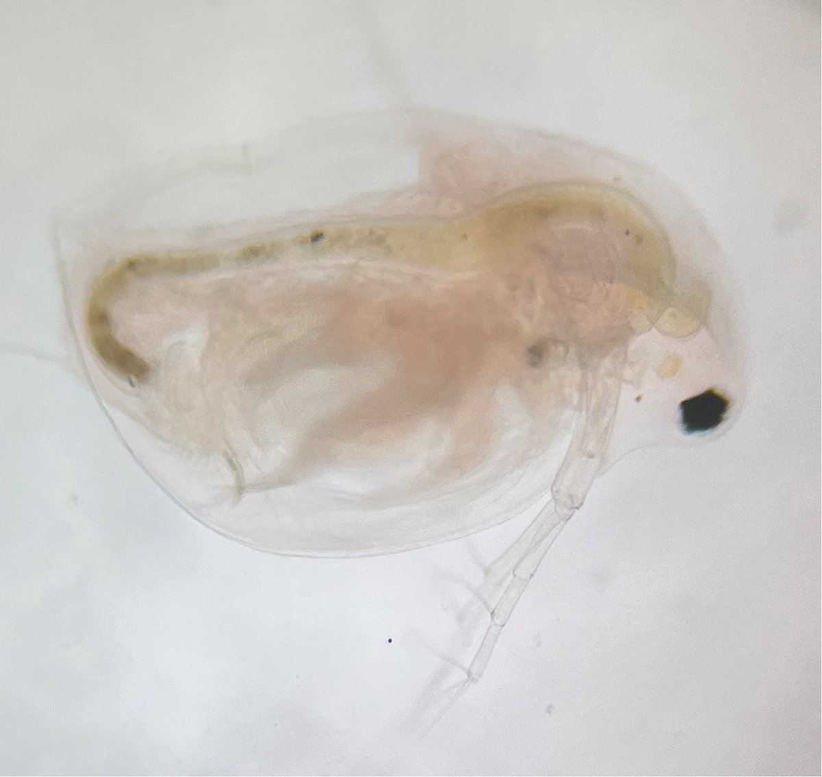 Advanced Higher projects getting finished off! Lovely picture of a daphnia under the microscope taken by one of our S6 Biologists.