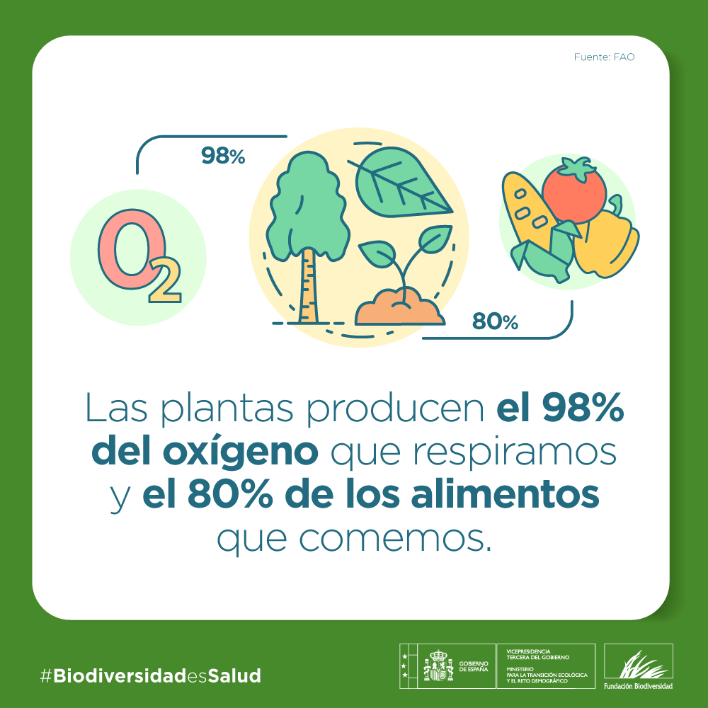 Las plantas sanas pueden ayudar a:

🍚 Acabar con el hambre
⬇️ Reducir la pobreza
🌎 Proteger el medio ambiente 
📈 Impulsar el desarrollo económico 
Y ¡mucho más!

Proteger la biodiversidad es proteger nuestra salud 💚 🌍

#BiodiversidadEsSalud