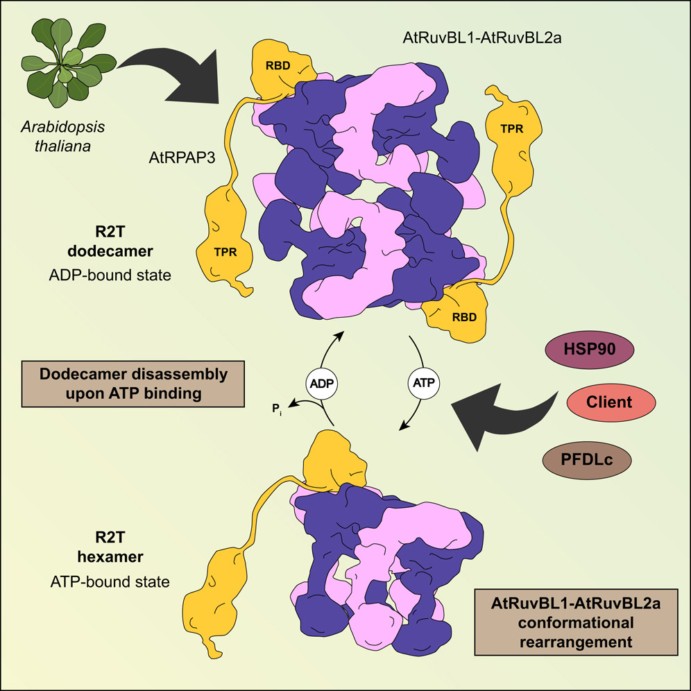 Llorca lab (@llorcalab) on Twitter photo Our take on the struture of the R2T complex 🌱 Now out in <a href="/Structure_CP/">Structure</a>!
A fun collab led by <a href="/alopezperrote/">Andrés López Perrote</a> and the <a href="/AlabadiDavid/">david alabadí 🍊 dalabadi.bsky.social</a> lab at <a href="/IBMCP/">IBMCP - Instituto de Biología Molecular y Celular</a> .
Check it out in the next post 👇 Our take on the struture of the R2T complex 🌱 Now out in <a href="/Structure_CP/">Structure</a>!
A fun collab led by <a href="/alopezperrote/">Andrés López Perrote</a> and the <a href="/AlabadiDavid/">david alabadí 🍊 dalabadi.bsky.social</a> lab at <a href="/IBMCP/">IBMCP - Instituto de Biología Molecular y Celular</a> .
Check it out in the next post 👇