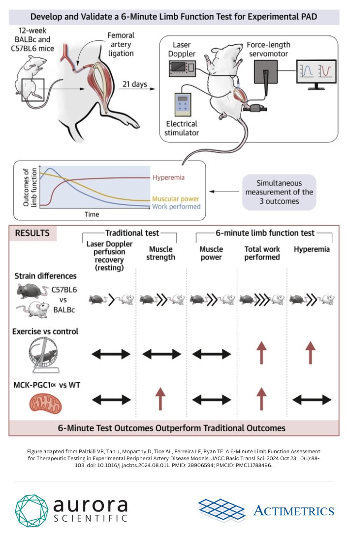 🚨 New Publication Alert
Palzkill et al. developed a method to test preclinical peripheral artery disease models involving a 6-minute limb function test, permitting assessment of muscular performance and hemodynamics. #AuroraScientifc #1300a #Actimetrics

doi.org/10.1016/j.jacb…
