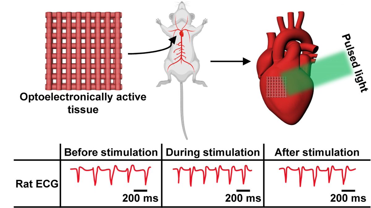 NIBIB (@nibibgov) on Twitter photo Crossing bioprinting with solar tech, NIH-funded researchers built light-sensitive heart tissue that could one day fill the role of electrical stimulation devices while offering better customizability and biologicompatibility. Read more: go.nih.gov/4CA2vhL <a href="/shrikezhang/">Y. Shrike Zhang</a> Crossing bioprinting with solar tech, NIH-funded researchers built light-sensitive heart tissue that could one day fill the role of electrical stimulation devices while offering better customizability and biologicompatibility. Read more: go.nih.gov/4CA2vhL <a href="/shrikezhang/">Y. Shrike Zhang</a>