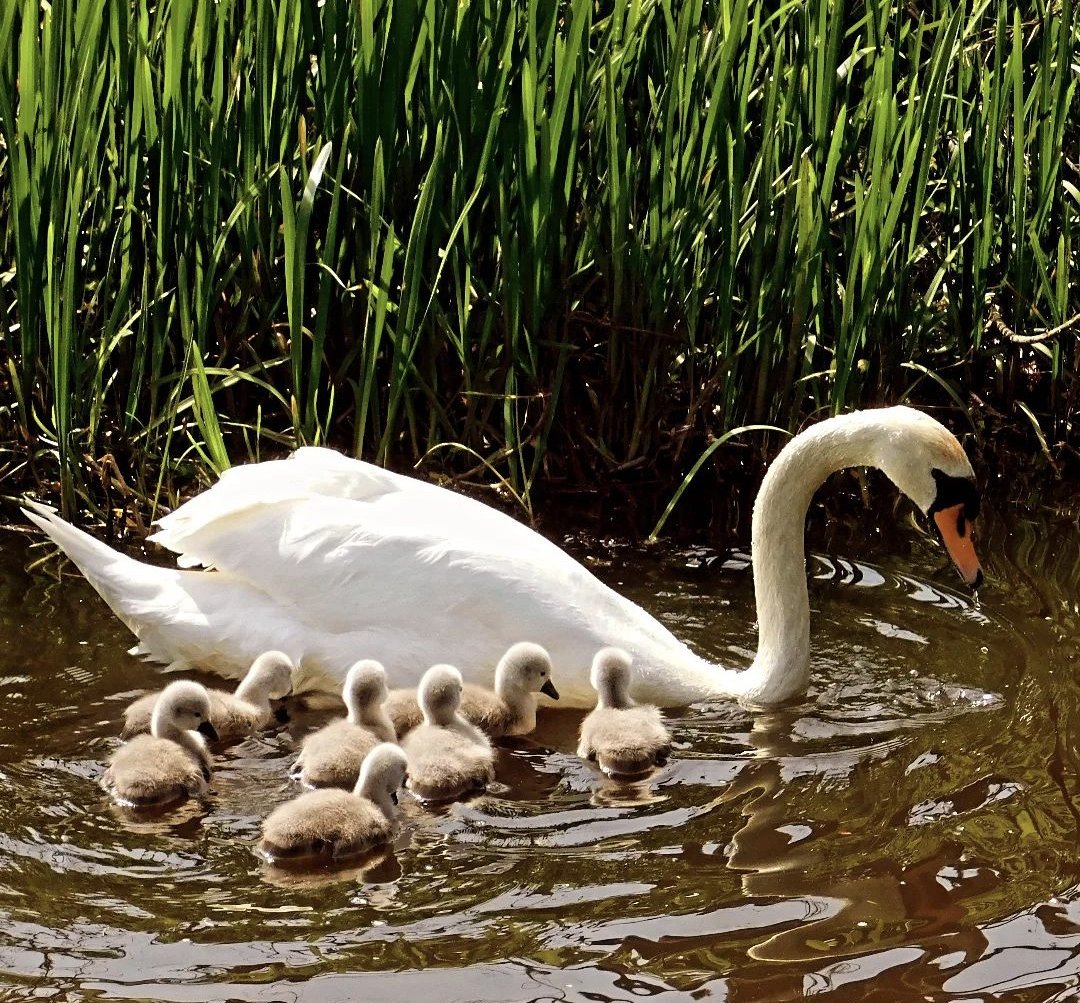 Over the next 2 months you'll see swan pairs on nests. If photographing a nest please keep a safe distance to avoid disturbing the swans. Please also be careful if you choose to share the photo on social media, avoid providing a location purely for the safety of the swans 🦢.