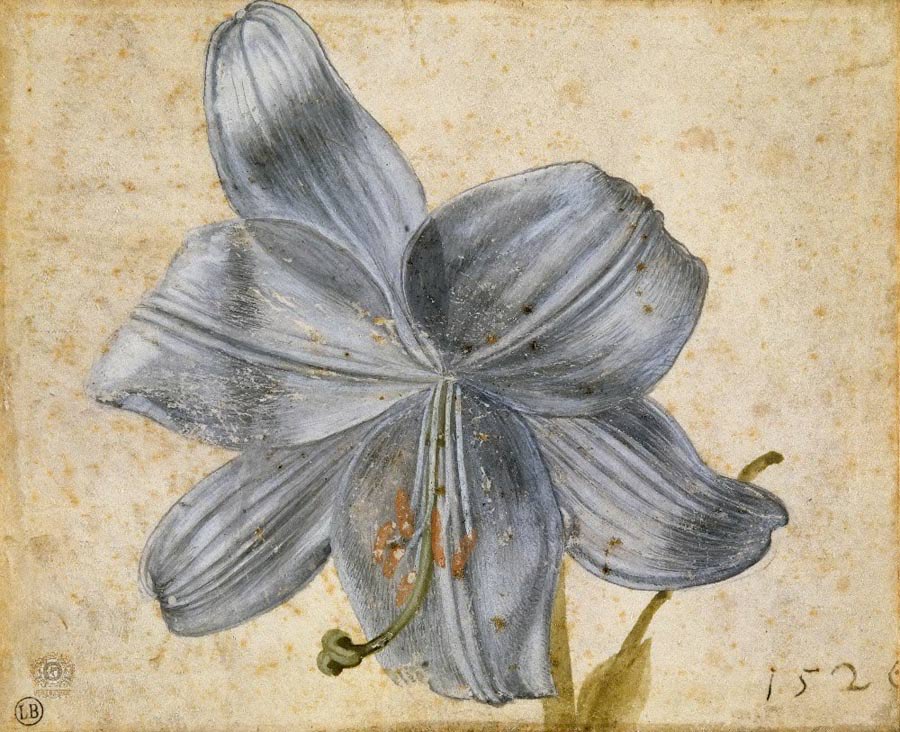 Study of Lilies
1526
watercolor on paper
Albrecht Dürer (1471–1528)