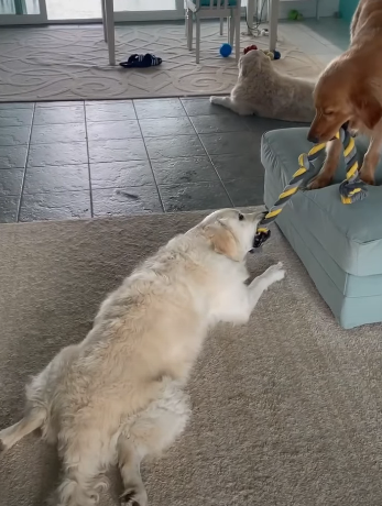 6/3/21 On this day: Voodoo put all of his energy into tug