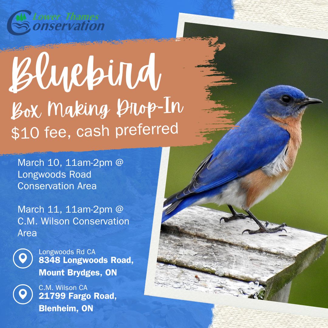 Take on a mini-project this March Break! Stop by Longwoods Road or C.M. Wilson Conservation Area on March 10th or 11th respectively for a $10 Drop-In Bluebird Box Making workshop. lowerthames-conservation.on.ca
#YourTVCK #TrulyLocal <a href="/LTVCA/">Lower Thames CA</a> #CKont #MarchBreak