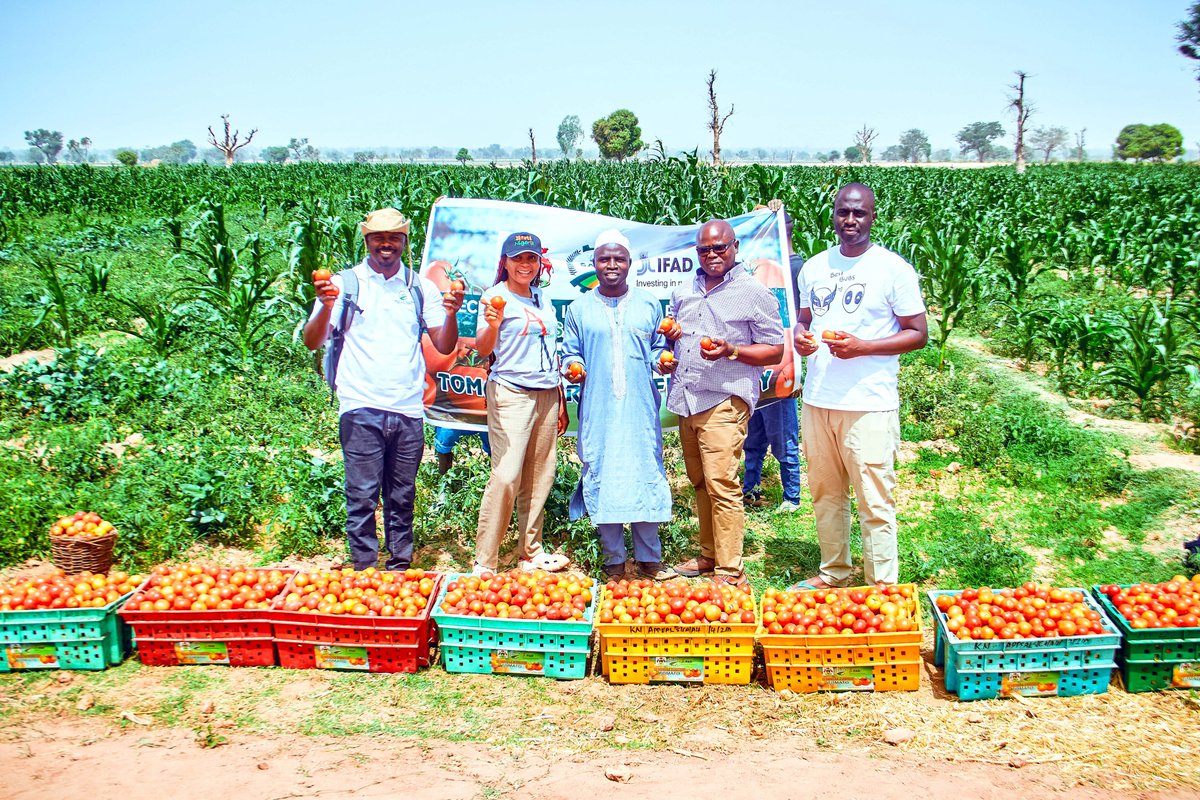 The <a href="/IFAD/">International Fund for Agricultural Development</a> SAPZ program has empowered 1,009 farmers—505 rice and 504 tomato farmers—in Kano, providing training on GAP and market access to boost productivity and reduce post-harvest losses. Beneficiaries, hailed the initiative for improving yields and linking them with buyers.