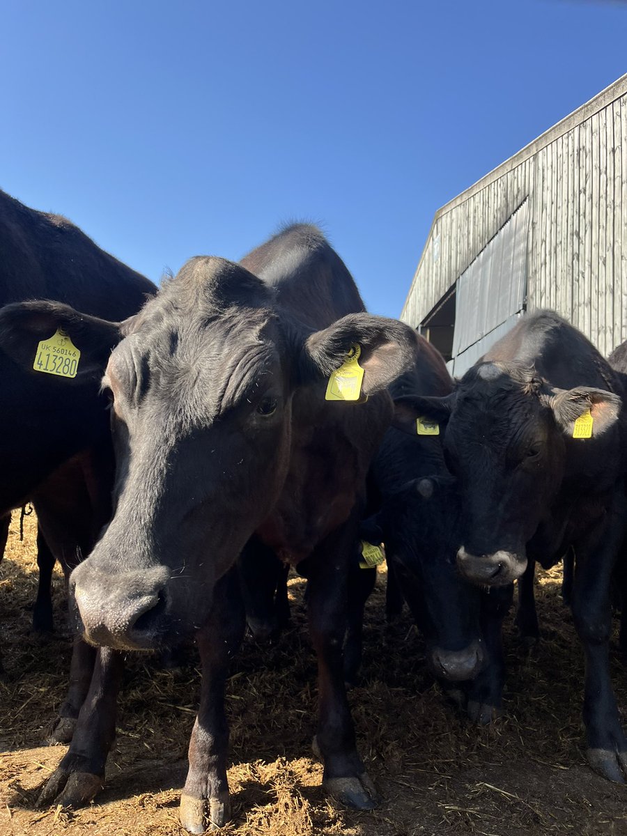 AHS Geography tweet media