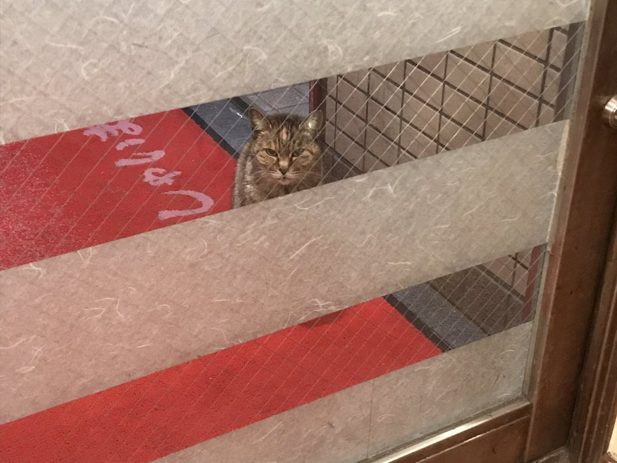 ミィちゃん来てるのわかってたけど、
超忙しかったのでしばらく無視してたら
ちょっと怒ってたわー🤣。