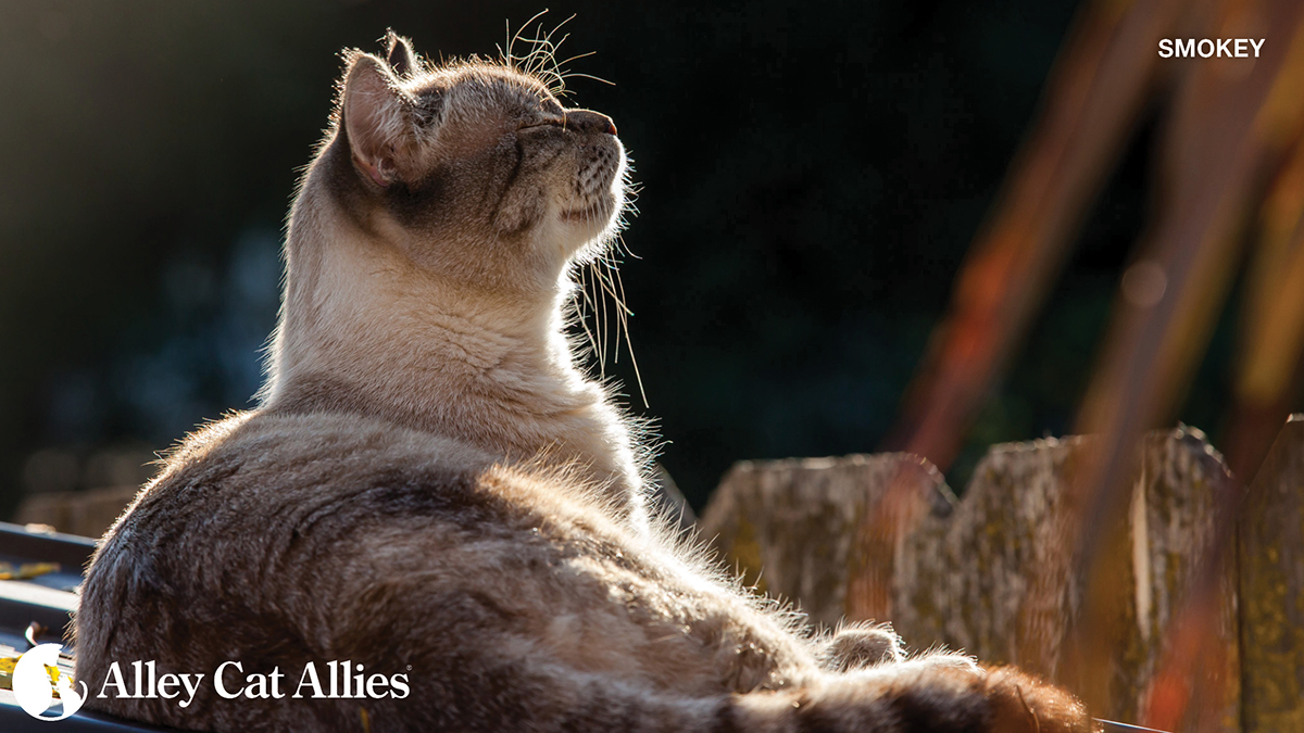 Alley Cat Allies tweet media