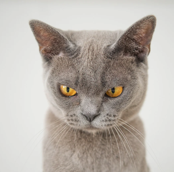 It finally happened.
Yesterday on Ash Wednesday, a woman brought in her cat for ashes. 
I told her I could bless the cat, but I can't give ashes. Ashes would indicate the cat is sorrowful for his sins.
She accepted this explanation. The cat seemed relieved, and so was I.