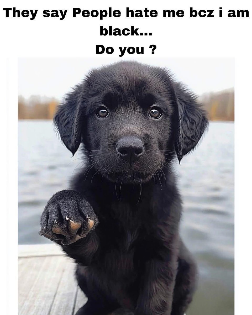 Dog Lovers (@doglovers03) on Twitter photo 