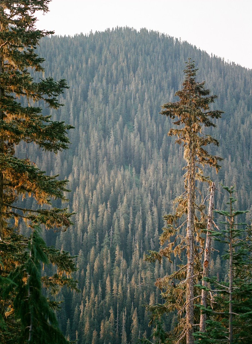 PNW greens on medium format 🎞️