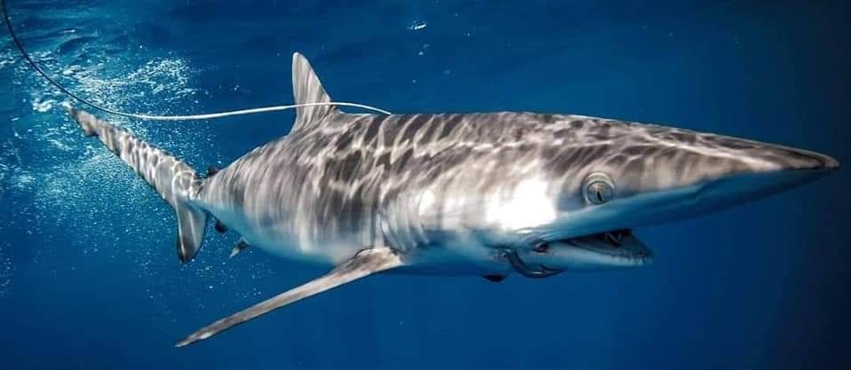 Lo primero q hizo la directora del <a href="/parquegalapagos/">Parque Galápagos</a> fue reunirse con los pescadores q estaban amenazando con armar relajo si no botaban a Izurieta. 
Estos pseudo pescadores lo q quieren es q les aprueben en uso del PALANGRE dentro de la Reserva Marina de Galápagos!
Queremos pedir