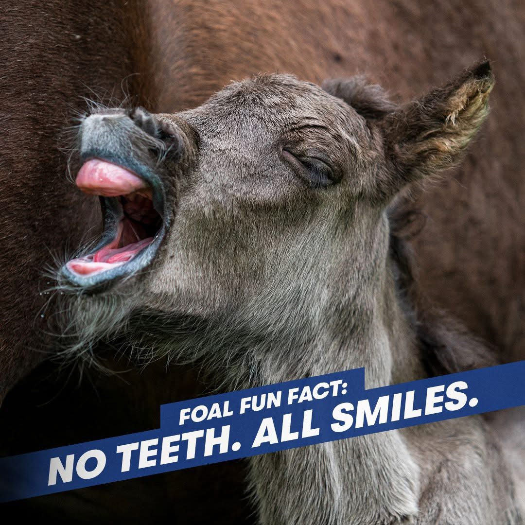 PennHorseRacing's tweet photo. #DYK it's National Dentist Day? ๐ฆท Foals are typically born without teeth! Their first set, deciduous (milk) teeth, start to grow just a few days after birth. ๐ผ๐ด #HorseFacts #FoalLife #EquineScience https://t.co/WocgKC6ee9