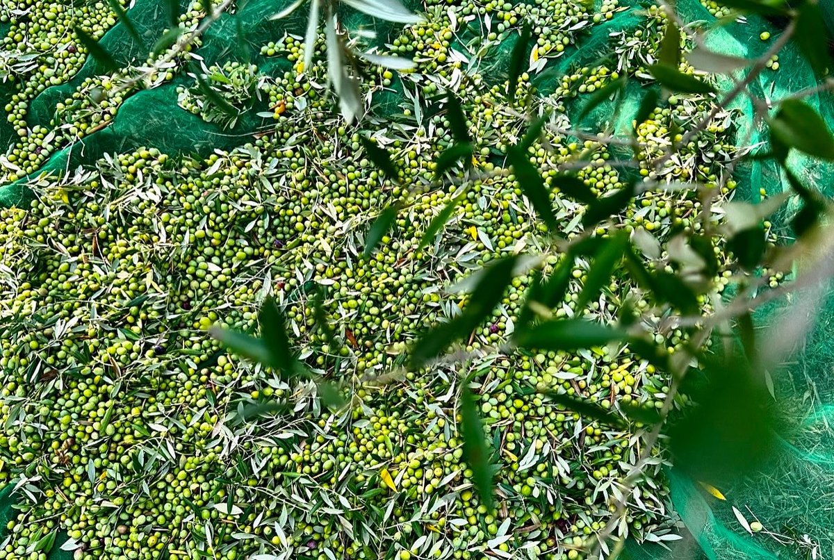 aralleida's tweet photo. Apostem per productors locals que porten a taula l’autèntic #SaborADNLleida 🦋💚🌍, com Herbes de l’Alt Pirineu, que elabora infusions i condiments ecològics 😌. Des del 📍 PALLARS SOBIRÀ ofereixen #AlimentsDeProp, fruit de la nostra terra. #BiosphereGoldDestination 🌱 #CRMG25Aralleida #CRMG25
➡️ https://t.co/EdcnHZMrKf