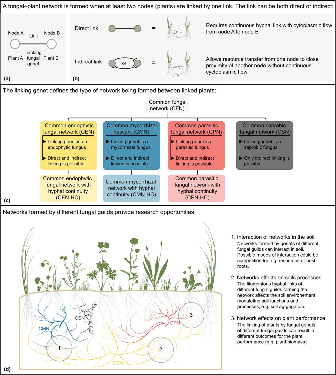 New Phytologist (@newphyt) on Twitter photo Concurrent common fungal #networks formed by different guilds of #fungi
A #Letter by Rillig et al.
👇
📖 nph.onlinelibrary.wiley.com/doi/10.1111/np…
#LatestIssue <a href="/wileyplantsci/">Wiley Plant Science</a> Concurrent common fungal #networks formed by different guilds of #fungi
A #Letter by Rillig et al.
👇
📖 nph.onlinelibrary.wiley.com/doi/10.1111/np…
#LatestIssue <a href="/wileyplantsci/">Wiley Plant Science</a>