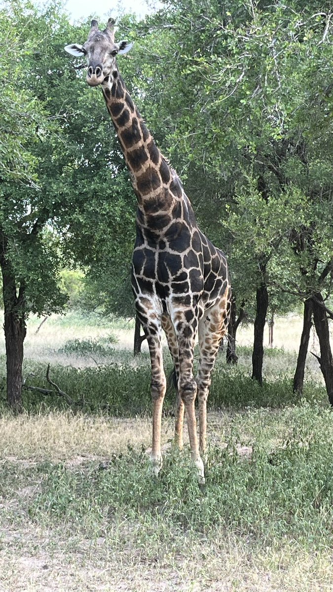 simrob500's tweet image. Fabulous time in Kruger NP South Africa 2 Leopard seen &amp;amp; small spotted Genet on night drive …3 nights not long enough…