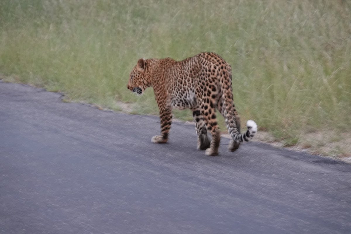 simrob500's tweet image. Fabulous time in Kruger NP South Africa 2 Leopard seen &amp;amp; small spotted Genet on night drive …3 nights not long enough…