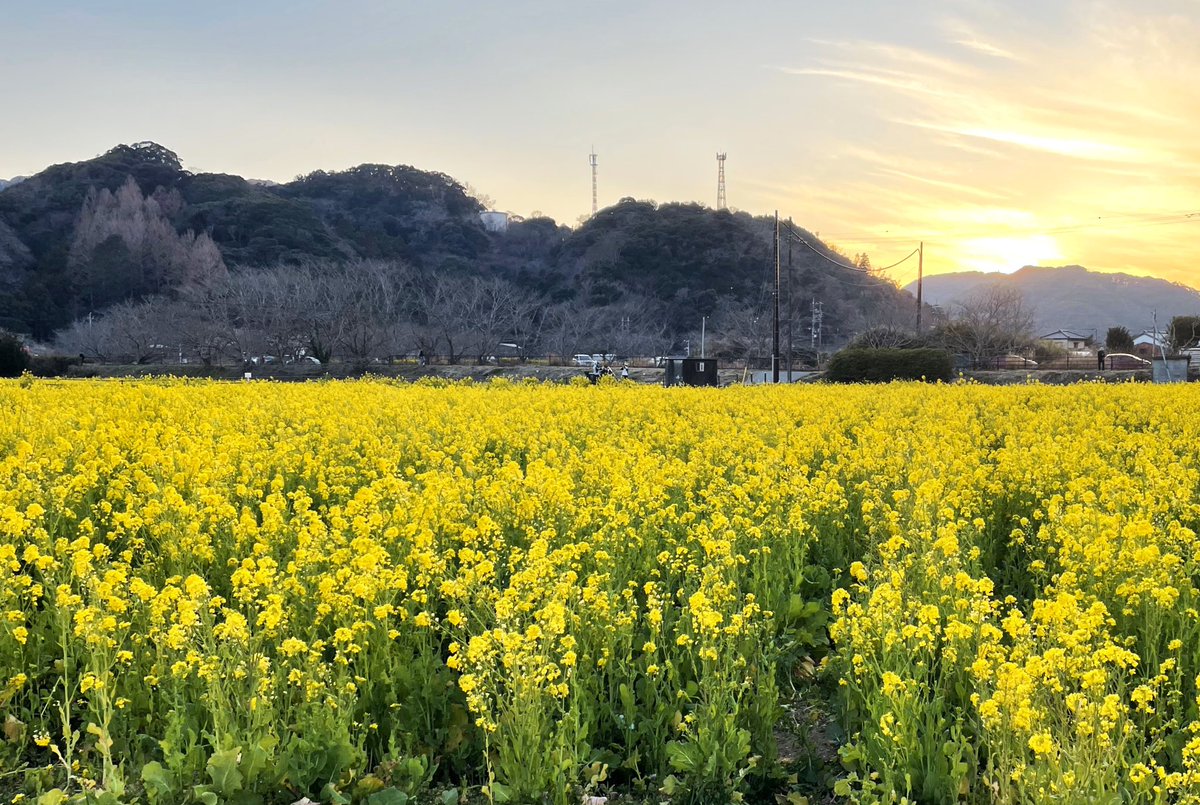 夕日も自然光に入るのだろうか
#自然光を味方にできた時の写真が見たい