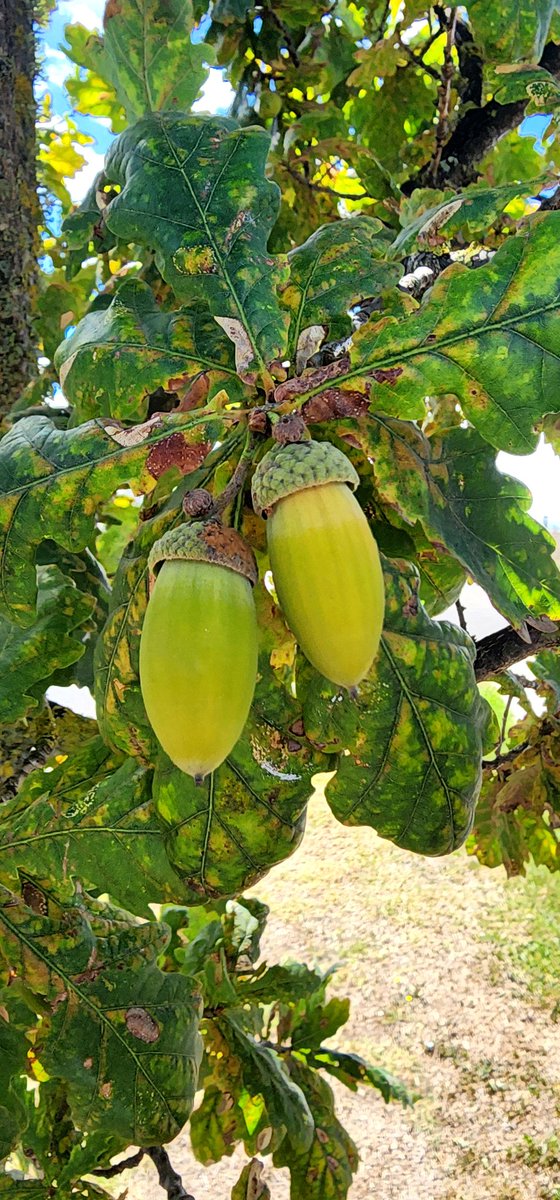 Walking down Carrs Road in Hamilton NZ,  I couldn’t help but notice the majestic oak trees lining the roadside, their branches adorned with acorns. These trees, likely English oaks (Quercus robur), add character to the neighborhood and provide food for wildlife.