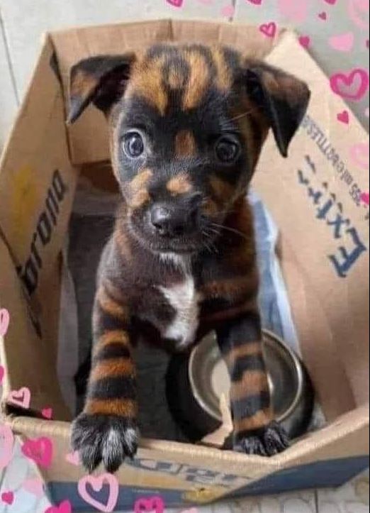 Best in Dogs tweet media