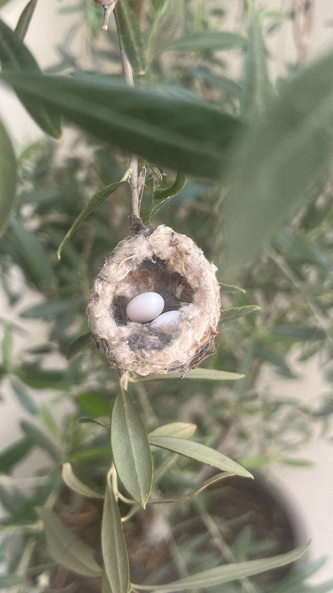 Update: she laid eggs 🥹
