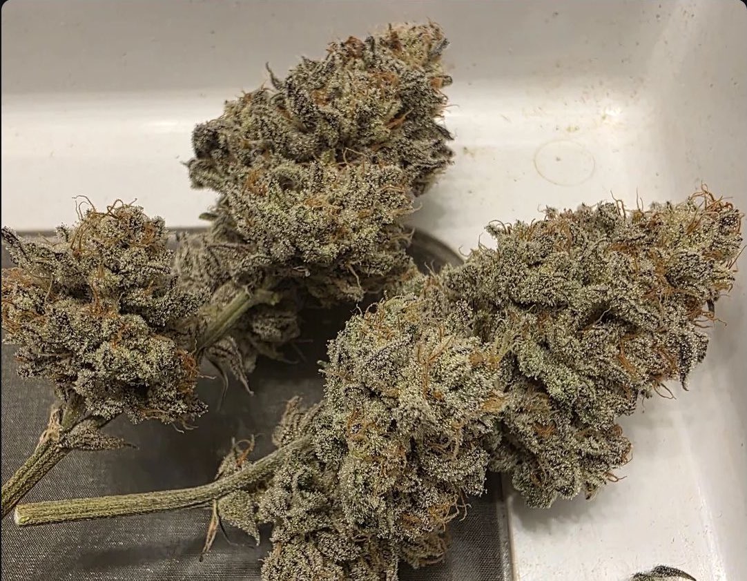 OGRascalGas's tweet image. Trimming Dantes Inferno

Taken at day 65F