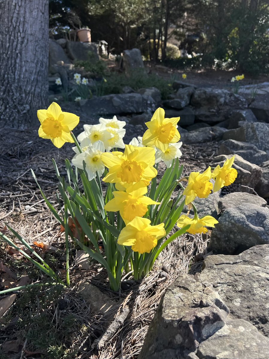 JeffHargett's tweet photo. Spring is springing https://t.co/LbwCK5DLqr