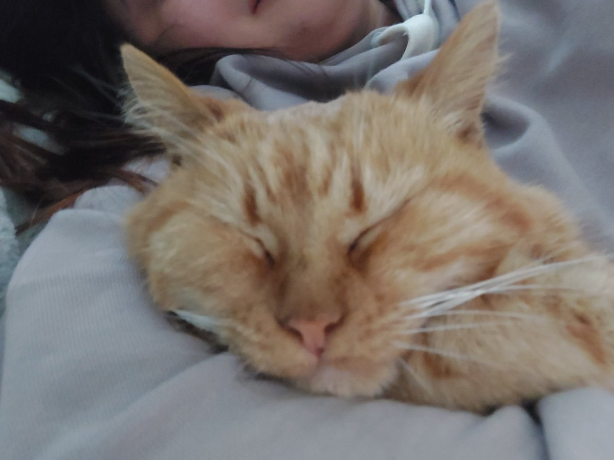 morningstar_ea's tweet photo. @wowcats_ua Моя теж була на самовигулі, прожила 19 років. Думаю дуже пощастило, була дуже здорова кішка. https://t.co/1klAWBH6sD