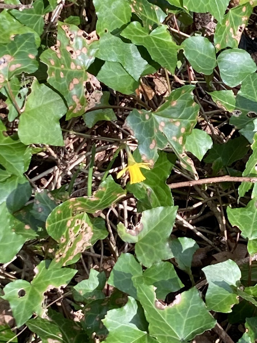 MoffStarbuck's tweet image. #MeteorologicalSpring gets my vote ✅